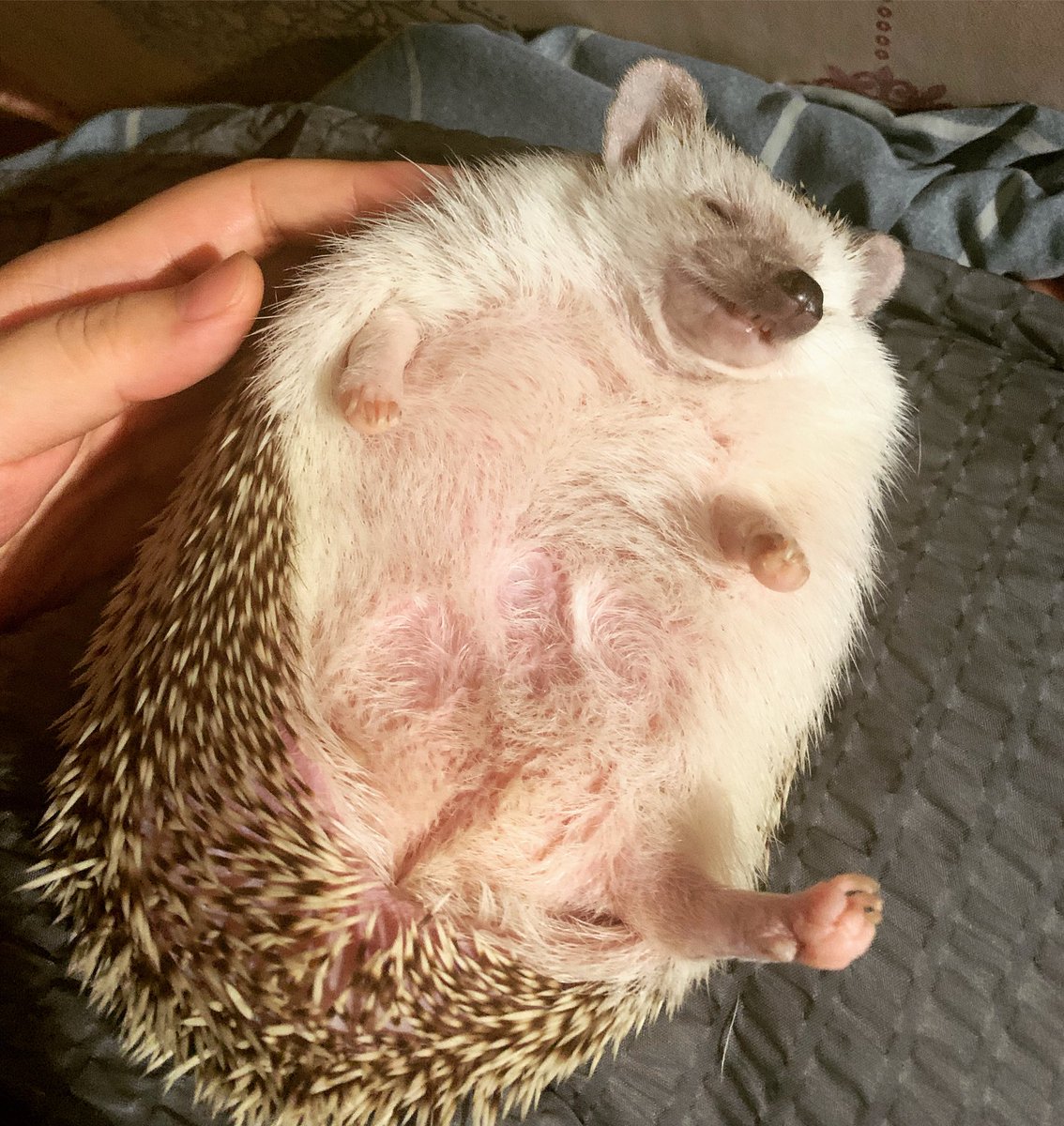 셉입니다. tweet media