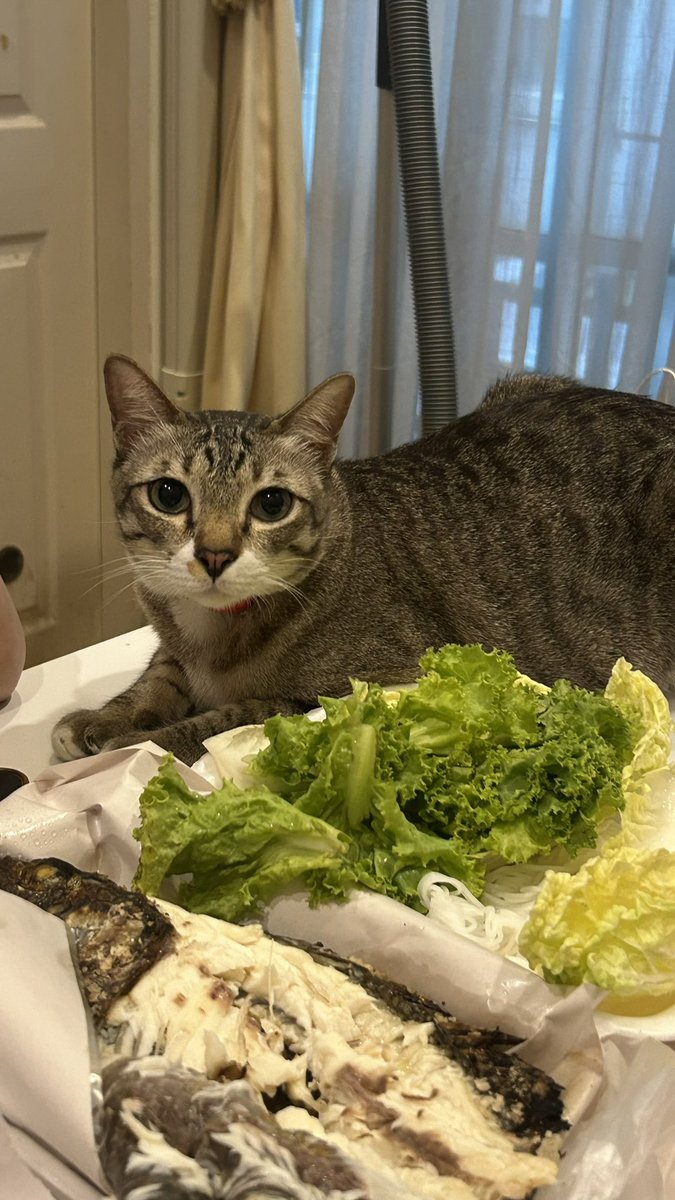 summer dec 🌱🏳️‍🌈🐈 tweet media