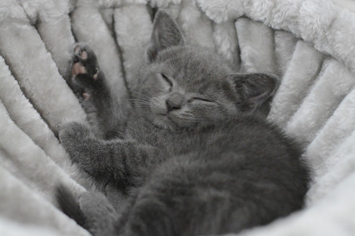 ささちゃんハイ tweet media