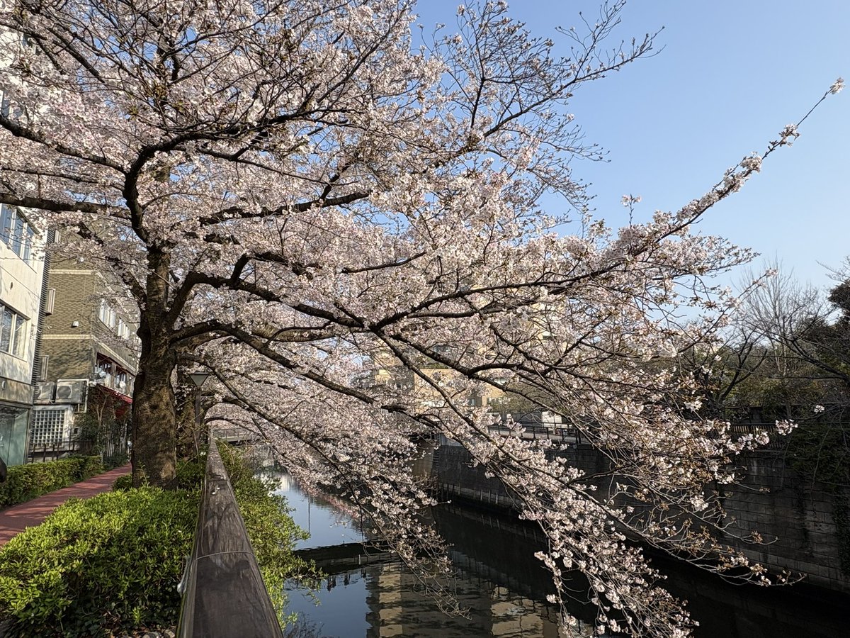 26Boos's tweet photo. 何年ぶりだろう？？？
桜を見に
都内まで😊
天気も良く
綺麗な🌸でした

#目黒川
#上野公園 https://t.co/7gjEzFCmFe