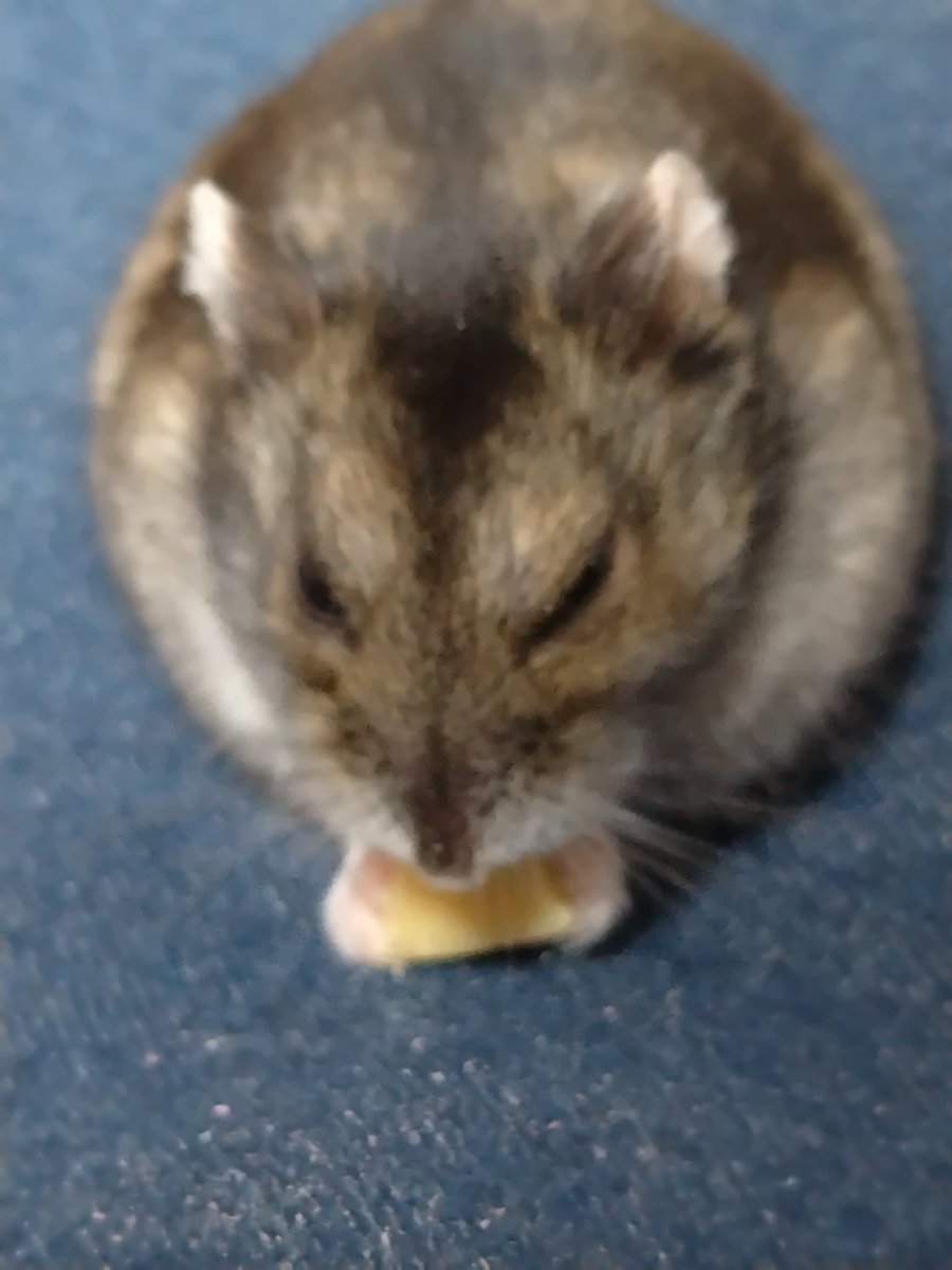 絶狼（ZERO） tweet media