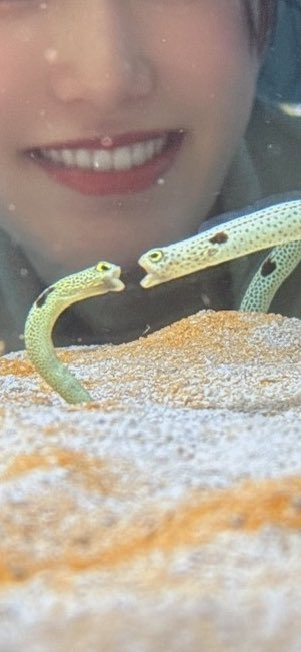 宮川愛李(妹子) tweet media