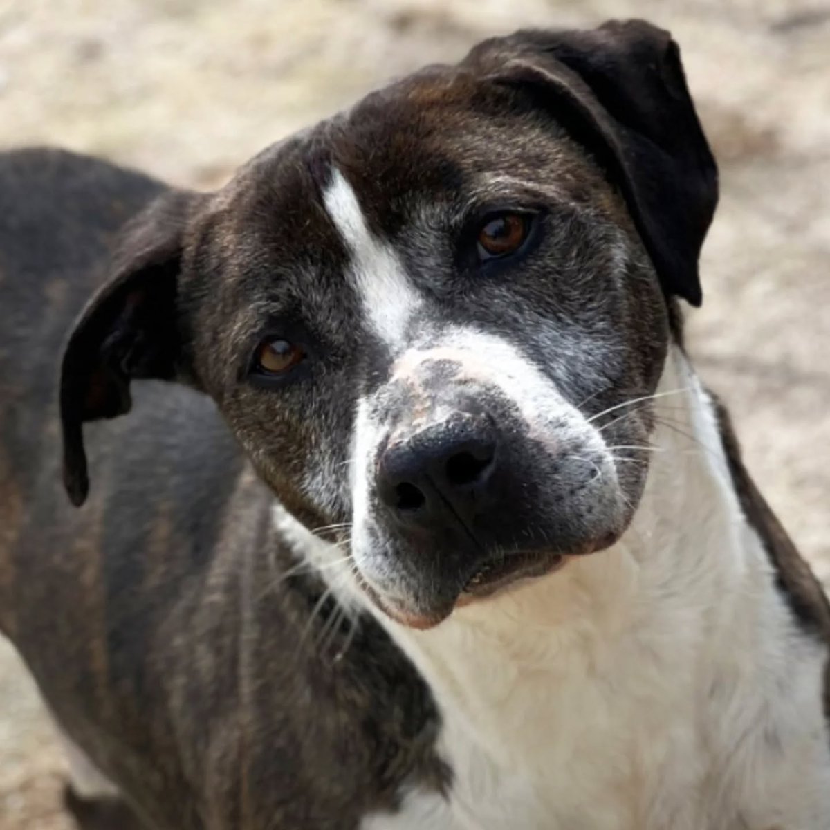 SOS Abuelos tweet media