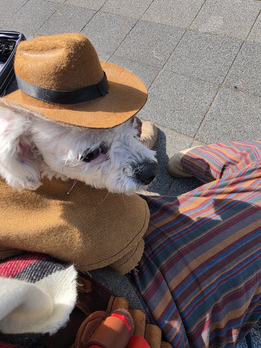 수염맨 코스프레 계정 및 강아지 코스프레 계정 tweet media