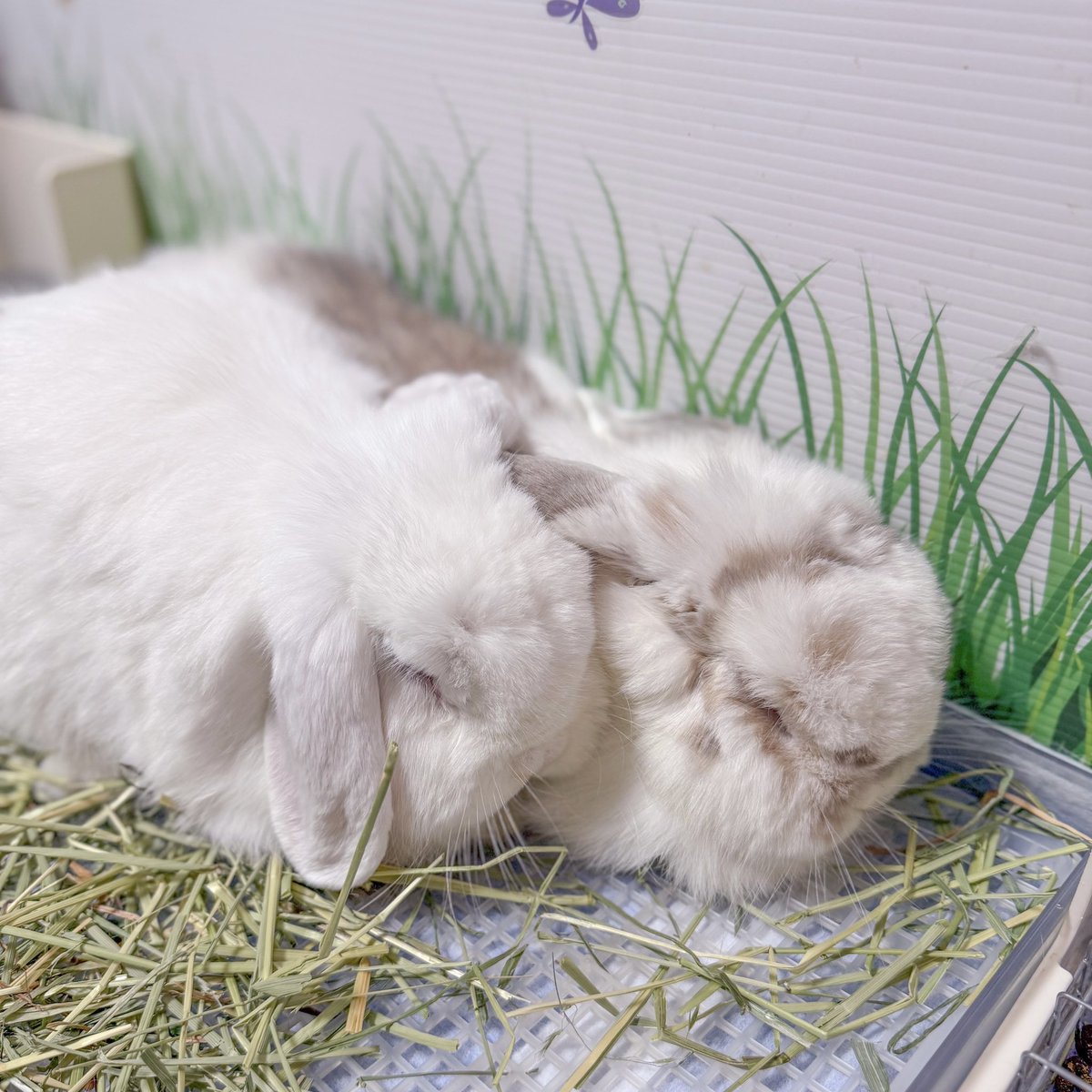 赤色うさぎ tweet media