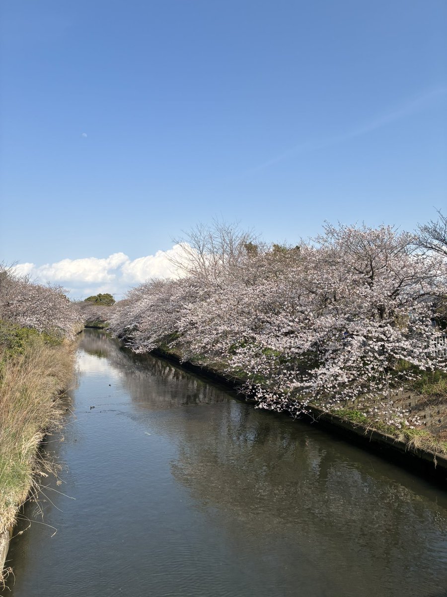地元の桜🌸が見頃でした
思い切って行って良かった〜
