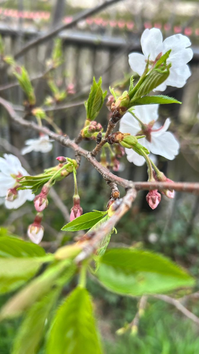 シマヌ tweet media