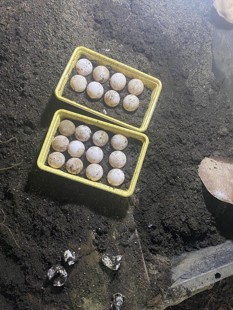 ブロッコ tweet media