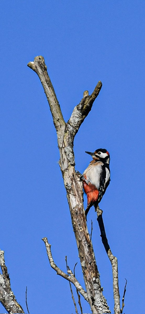 Carlos Nuñez Rodriguez tweet media