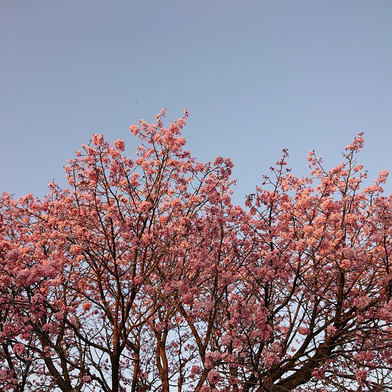 MTravelsPR's tweet photo. With a chill in the air (sigh), we can still welcome British Summer Time and wish each other a blessed Sunday. 
In Oakham, the library cherry tree is in full bloom and oh so glorious.... @RutStamSound @OakhamUK @Oakham_Rut_News @DiscoverRutland  
#BST #clockchange #flowerpower https://t.co/jfPB3SaSn1