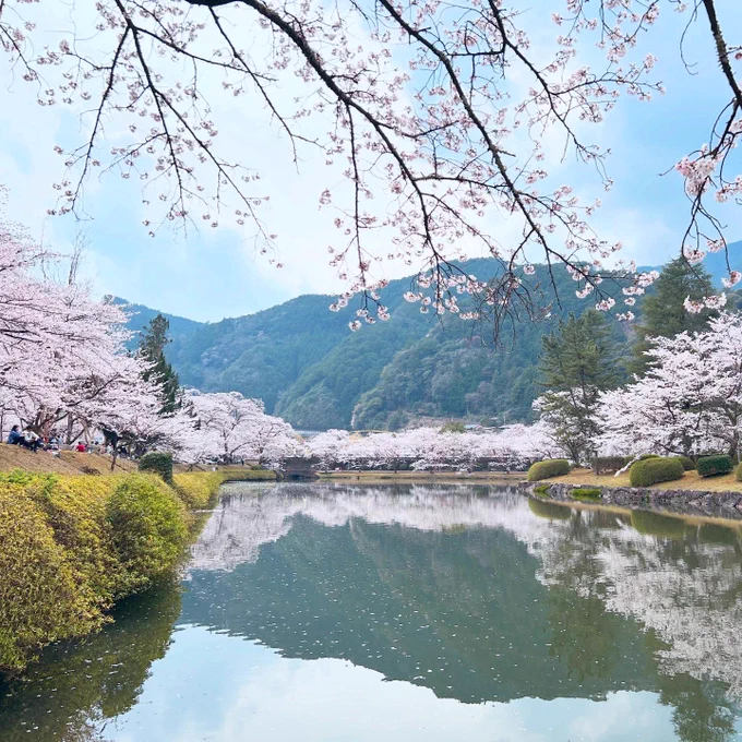 今年も下北山村に行ってきた…!遠かったけど桜も満開で楽しかった。毎回「奈良広いなー」って言いながら帰ってる