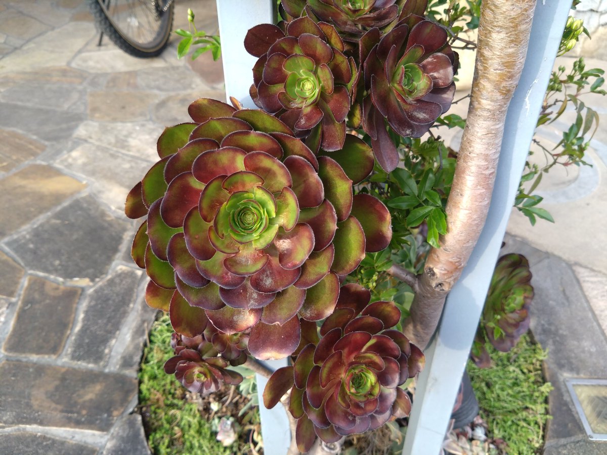 林田慎吾 tweet media