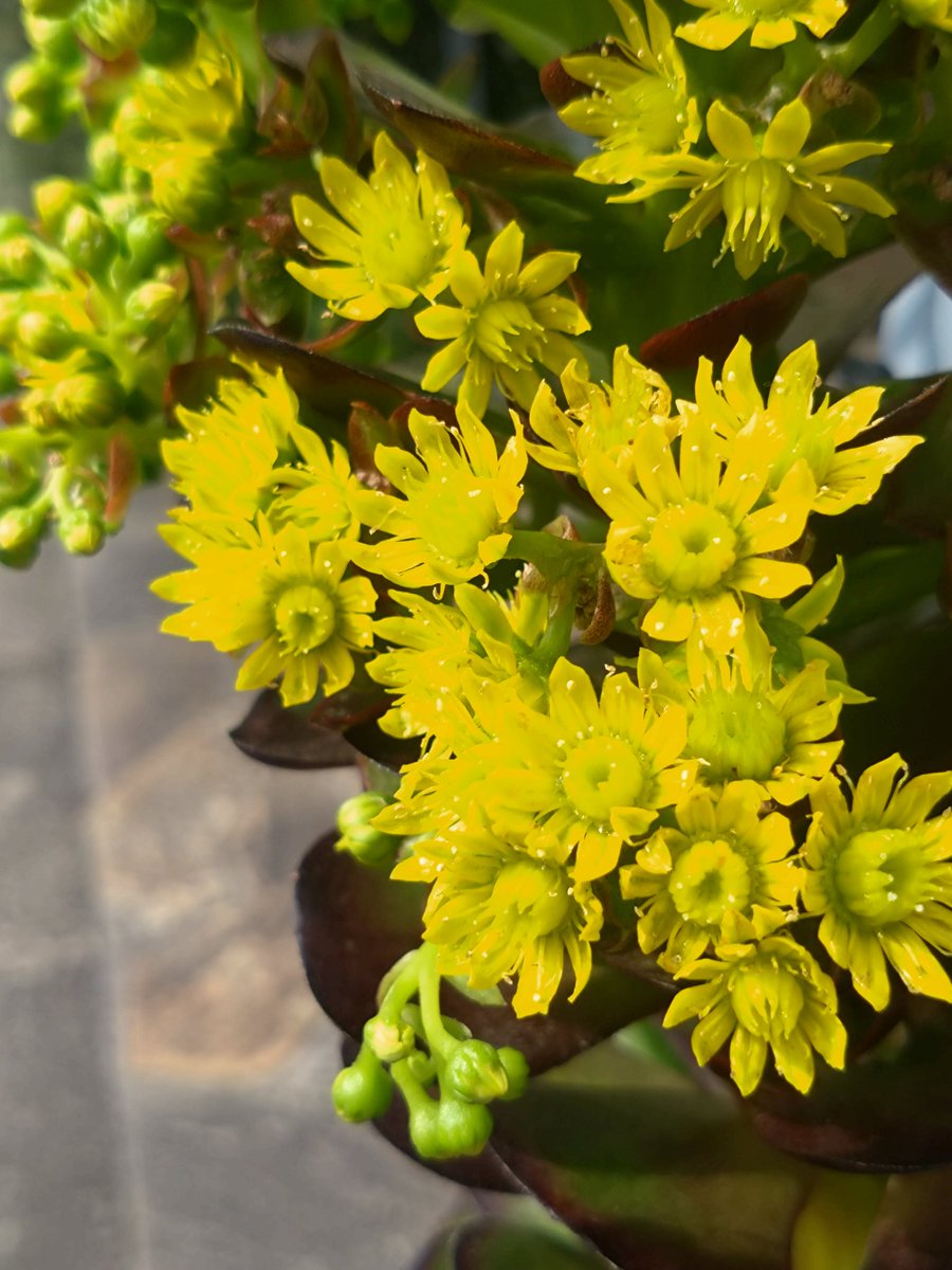 林田慎吾 tweet media