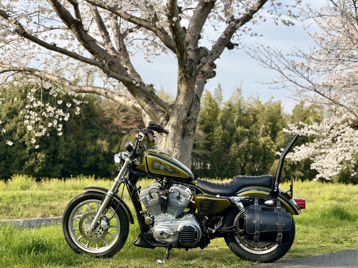 バイクで花見🌸
#ハーレー #スポーツスター #桜