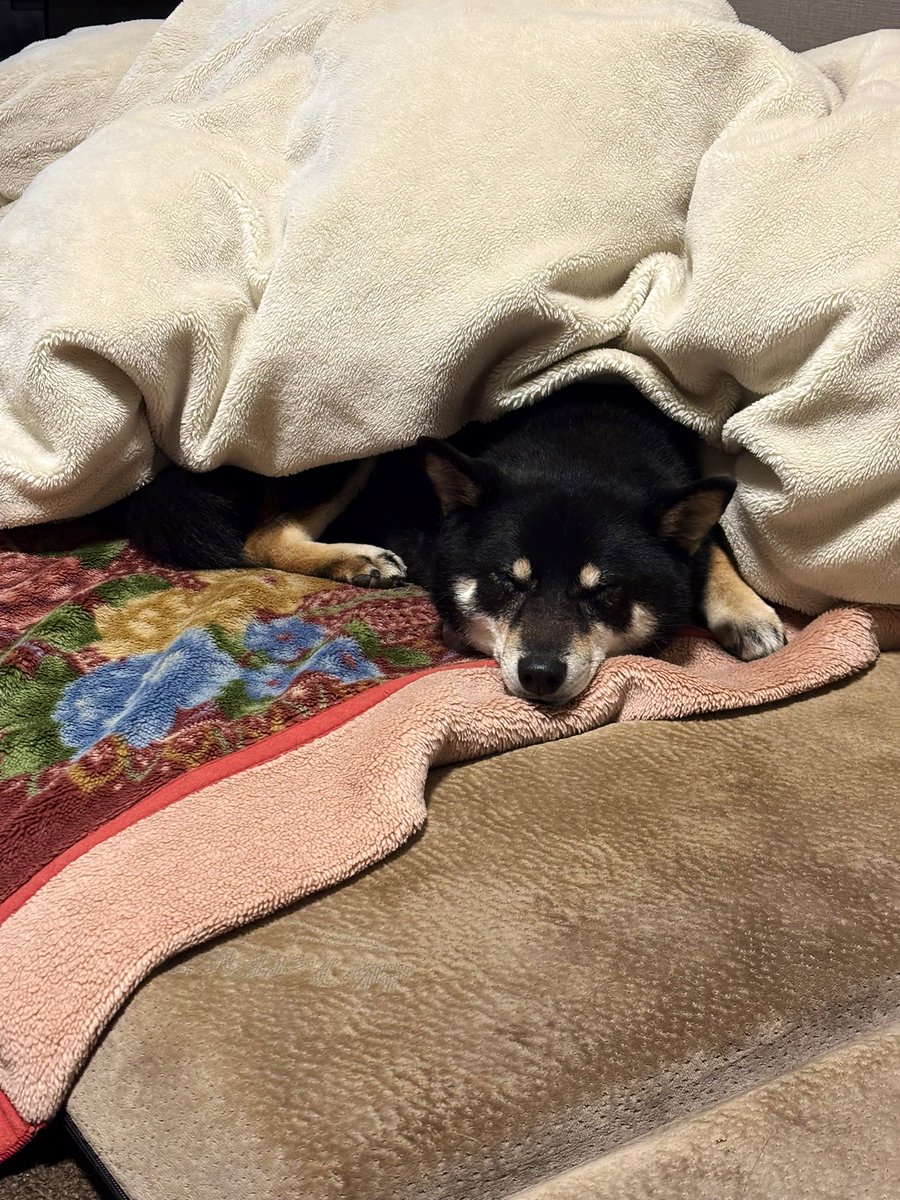 陽向葵ゅか🌻🐾7thオリジナル楽曲公開中💜⛓♰ tweet media