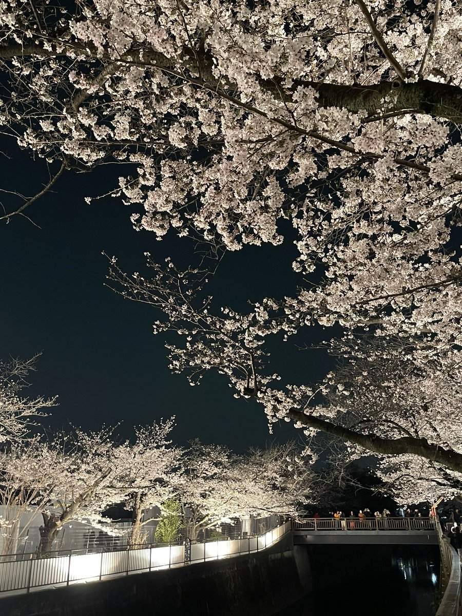 takeomiUME's tweet photo. 東宝スタジオの「花見ライトアップ」。
夜空に浮かぶ桜
川面に映る桜
さすが！プロフェッショナルな
ライティングで
堪能しました。
東宝さん、
今年もどうも有難う。 https://t.co/4hWqd0WkRJ