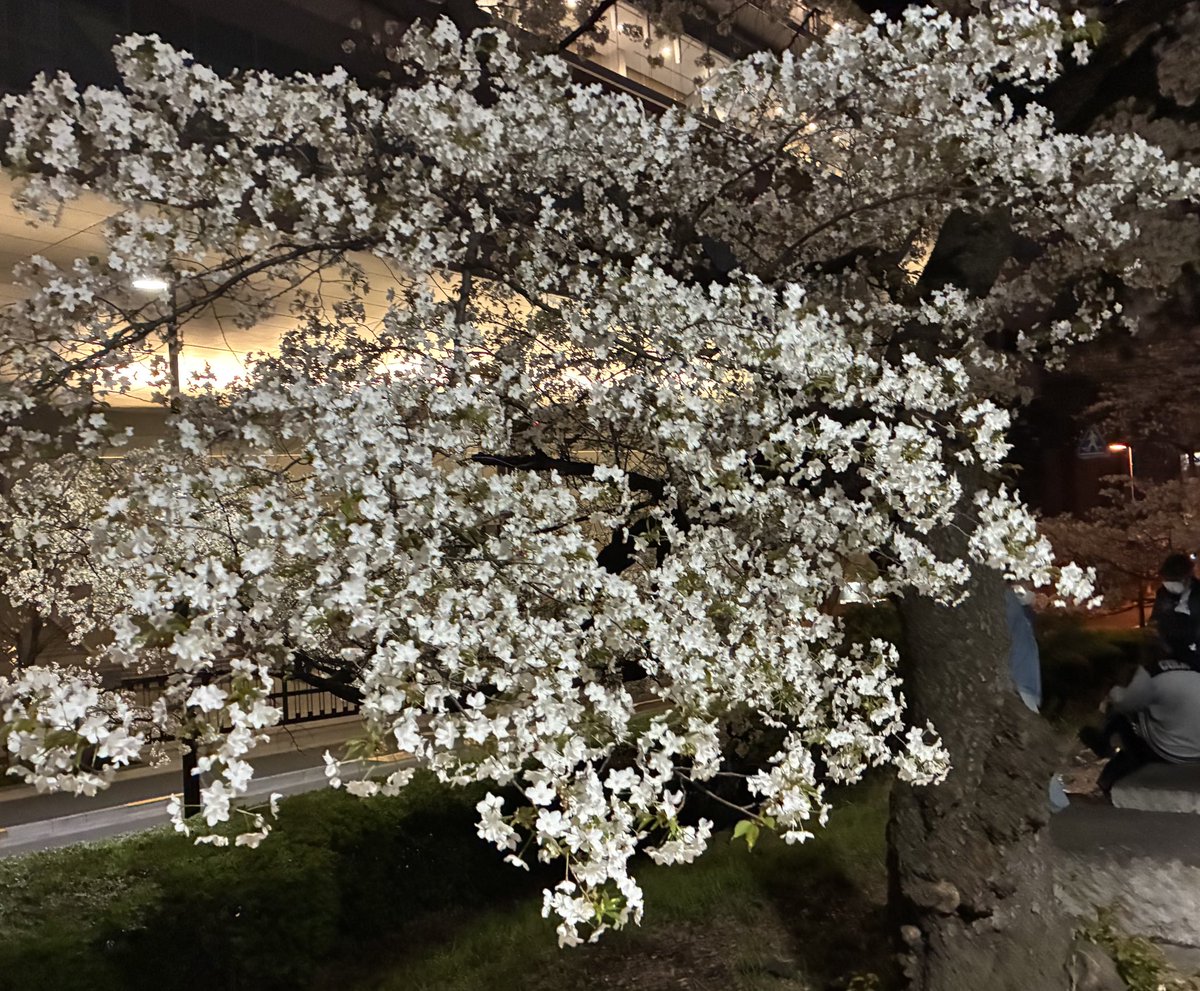 🈵8100☆力二丸#ねぎ村モグごろう☆ tweet media