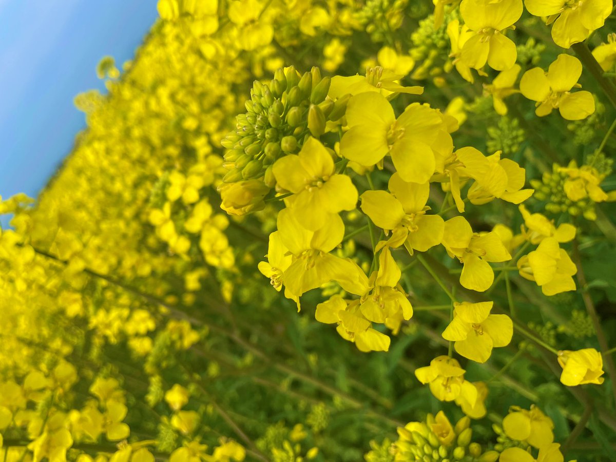 ♡ ﾞひぃﾞ♡ tweet media