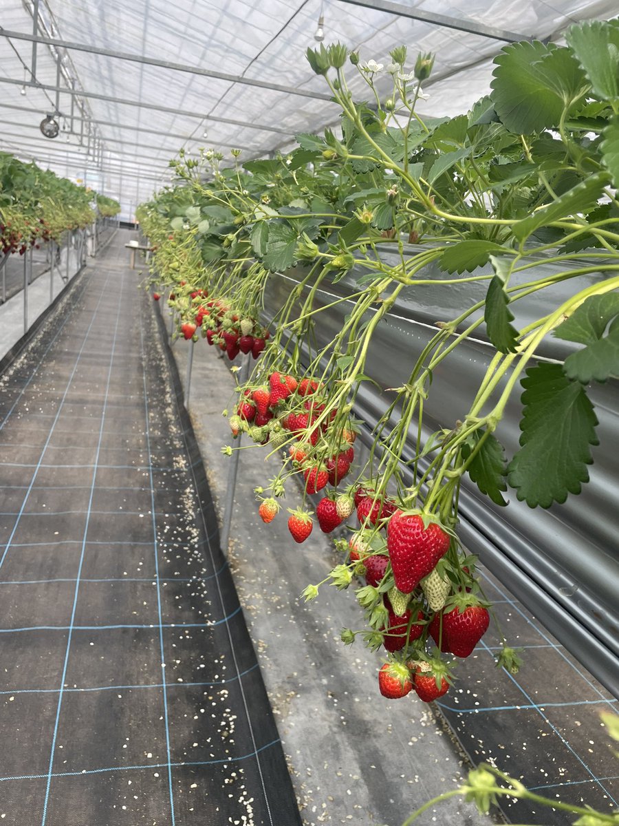 ♡ ﾞひぃﾞ♡ tweet media