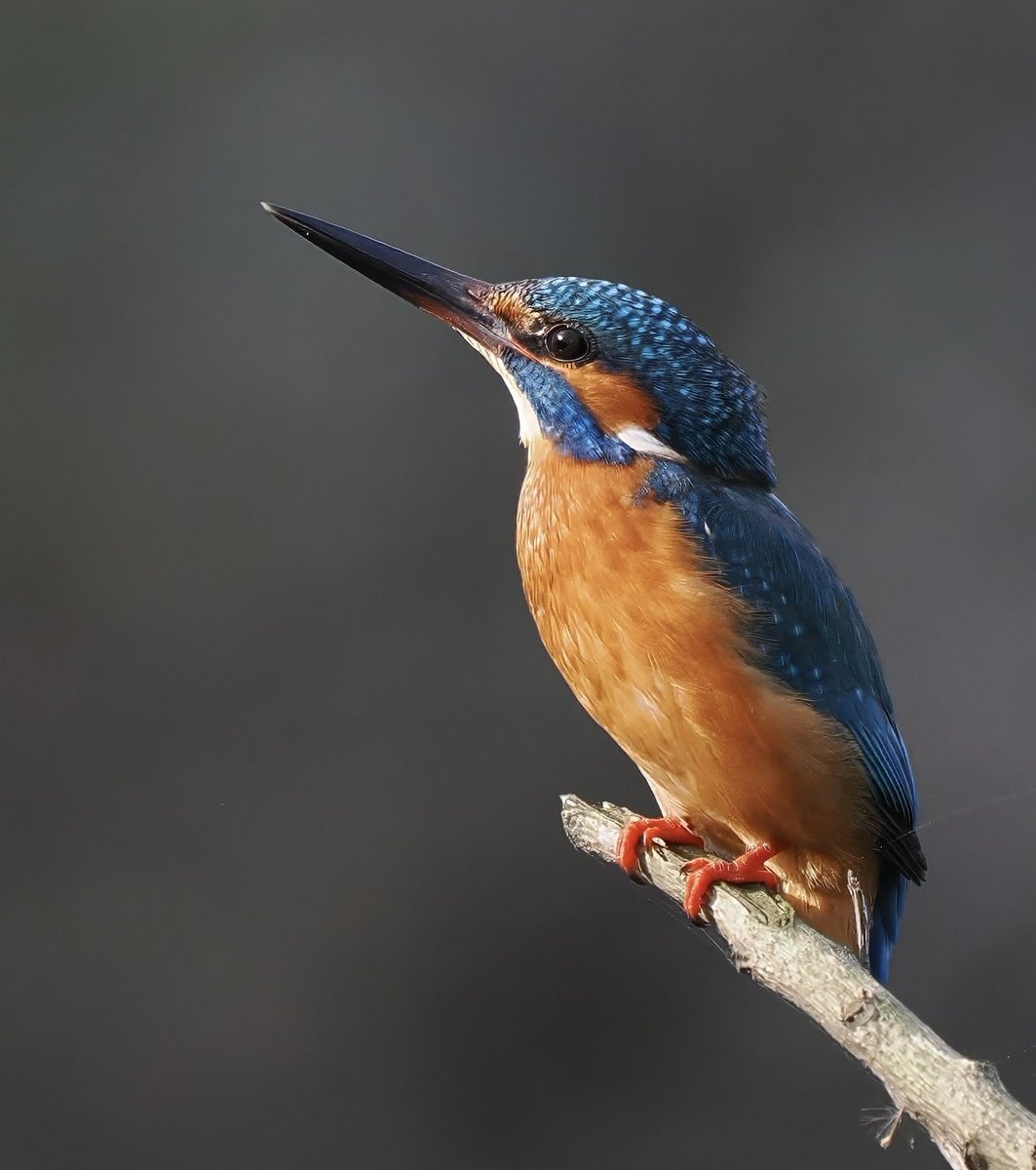 trinibumblebee1's tweet photo. I captured these pictures of a beautiful kingfisher at the Rio Cavado in Northern Portugal.   #birds #birdphotography https://t.co/FXd7RCuXOR
