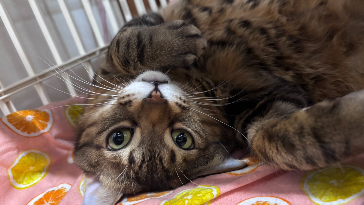 にゃんたまチャンネル@猫と遊べる温泉旅館 tweet media