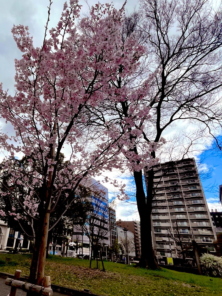 出先でたまたま撮れた、ビルの傘みたいになってる桜をお裾分け✨🌸

奥の青が、絵の具こぼしたみたいでお気に入り🎨