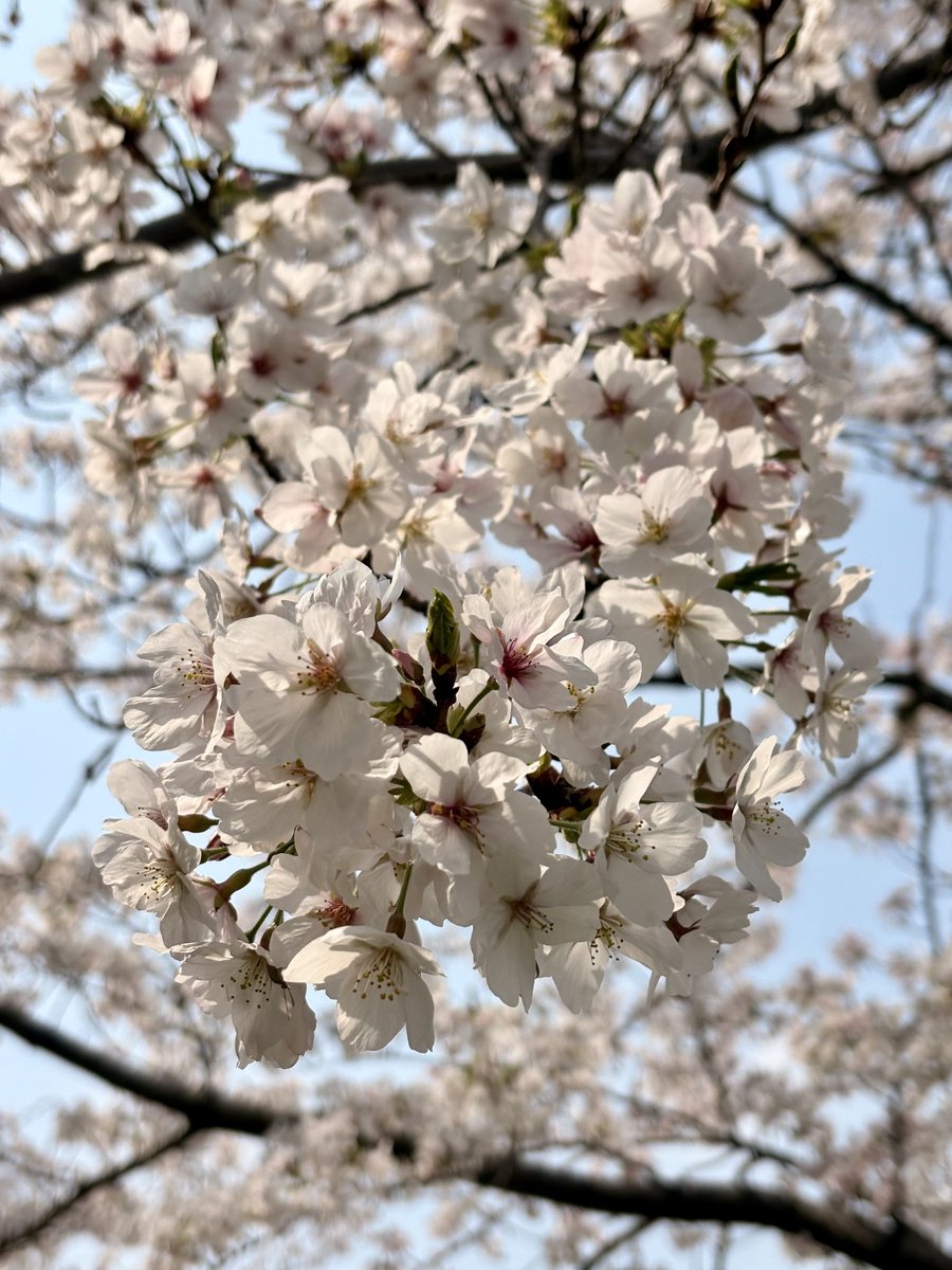 ヒゲパパ tweet media