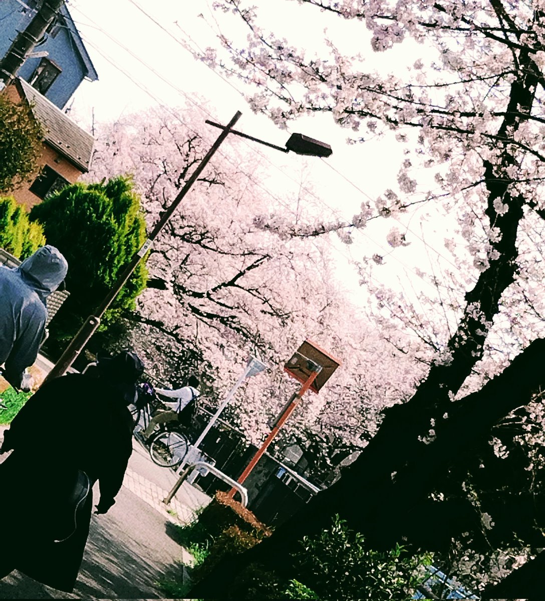 葵井深月@3/24-29葵井深月展 tweet media