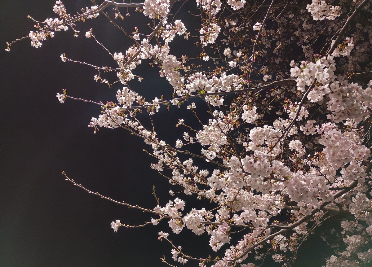 あくお(あいちま) tweet media