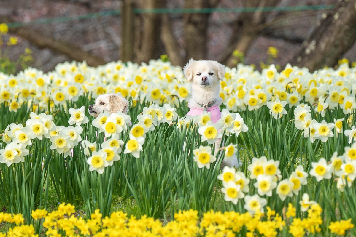 国営備北丘陵公園【公式】 tweet media