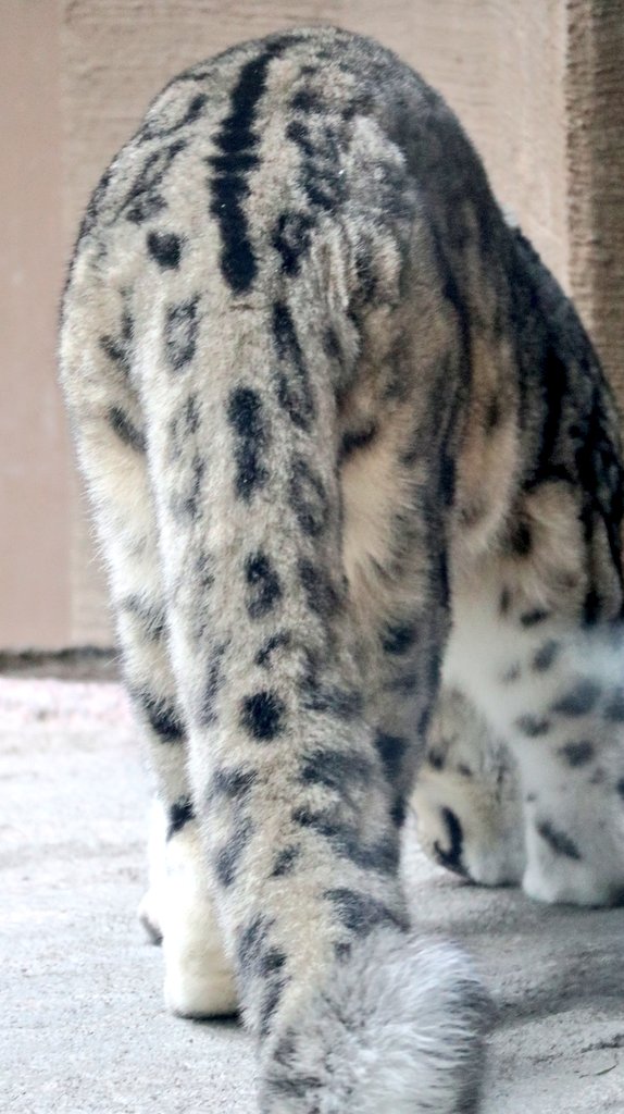 パンダコパンダ🐼 tweet media