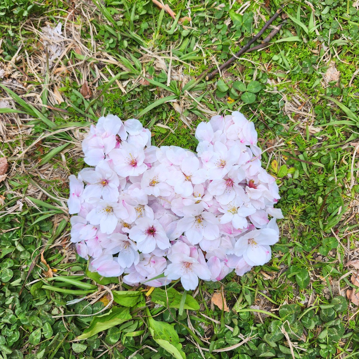 はる＊ピクルス tweet media