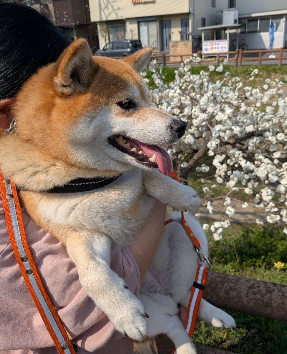 柴犬未来 tweet media