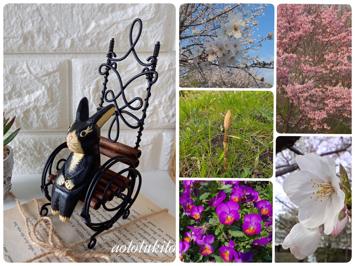 蒼と月とetc…(ｱｵﾄﾂｷﾄｴﾄｾﾄﾗ) tweet media