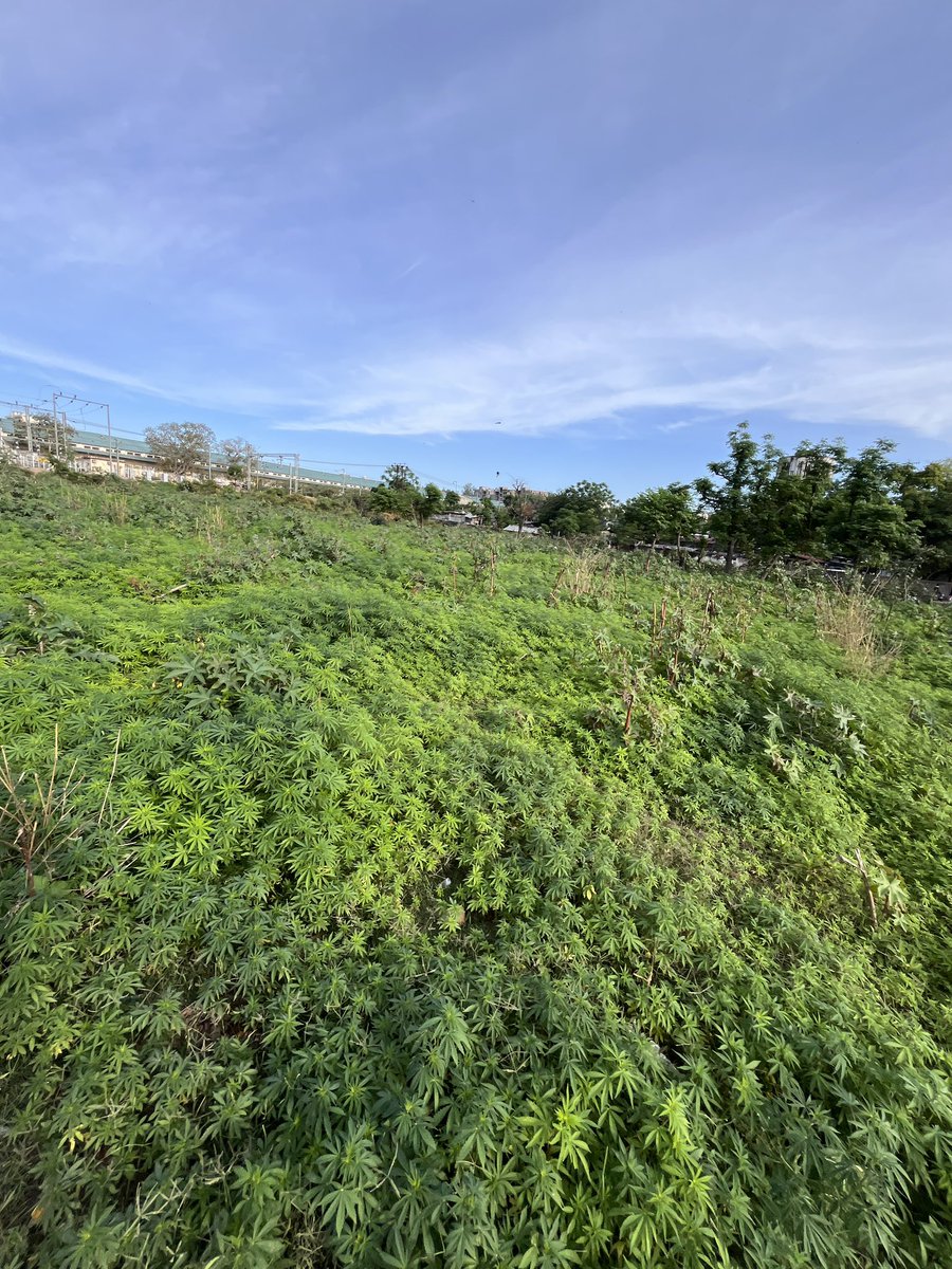 🐅☣️ tweet media