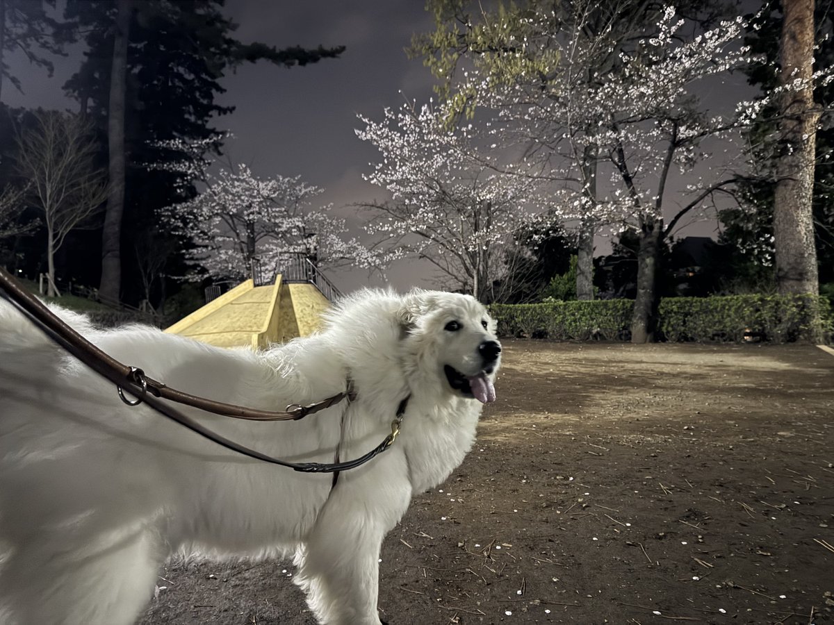 セレネちゃん日記 tweet media