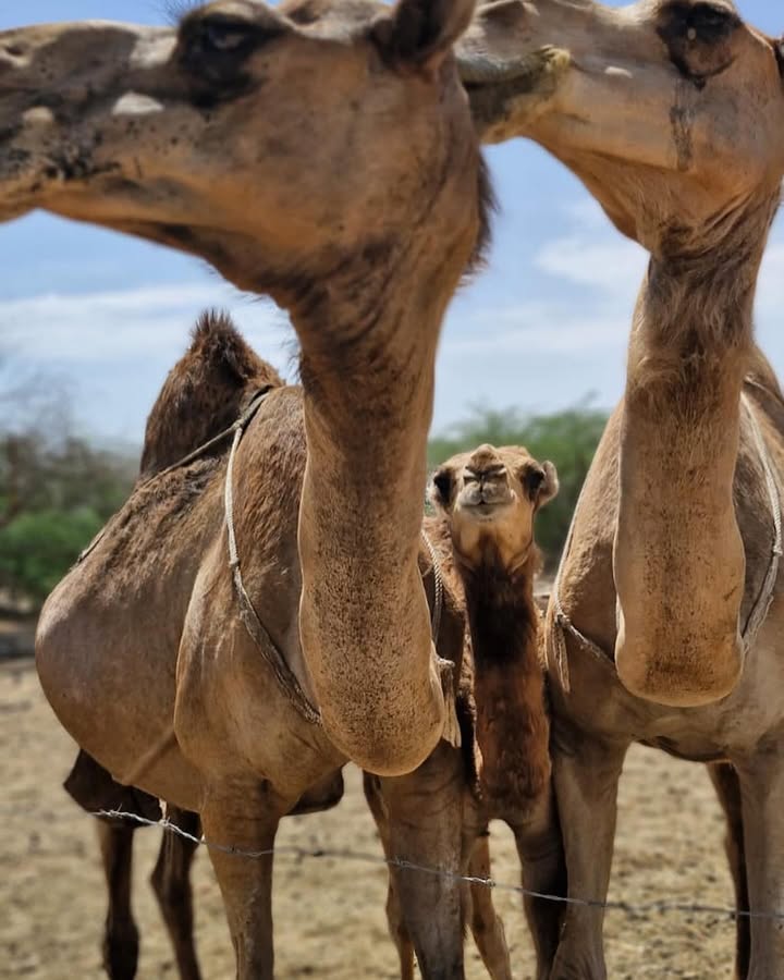 Kur'an-ı Kerim tweet media