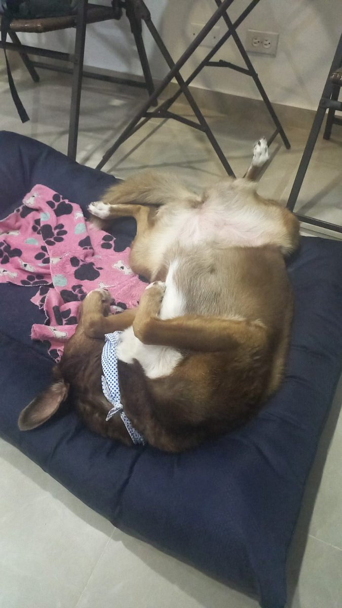 Juan Carlos Álvarez tweet media