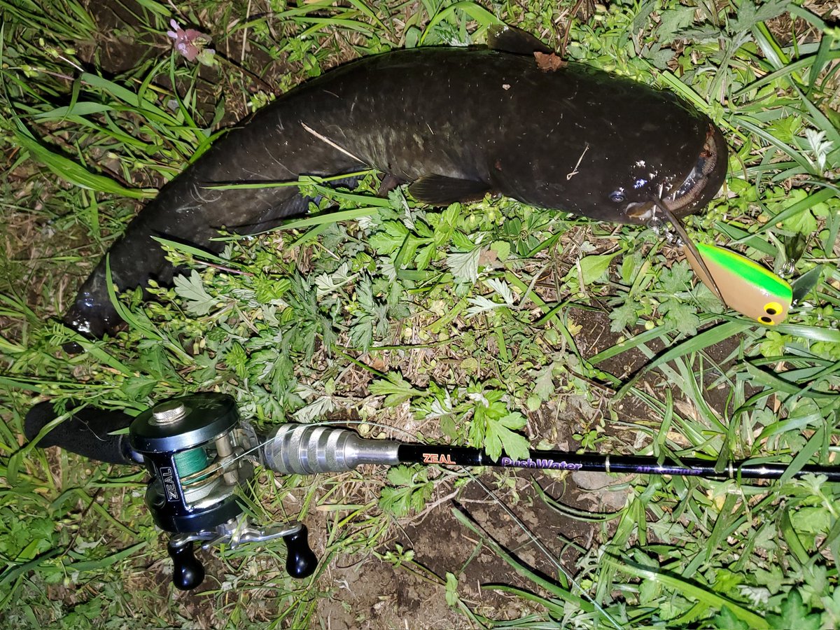 chimaかちゅ！@topwater tweet media