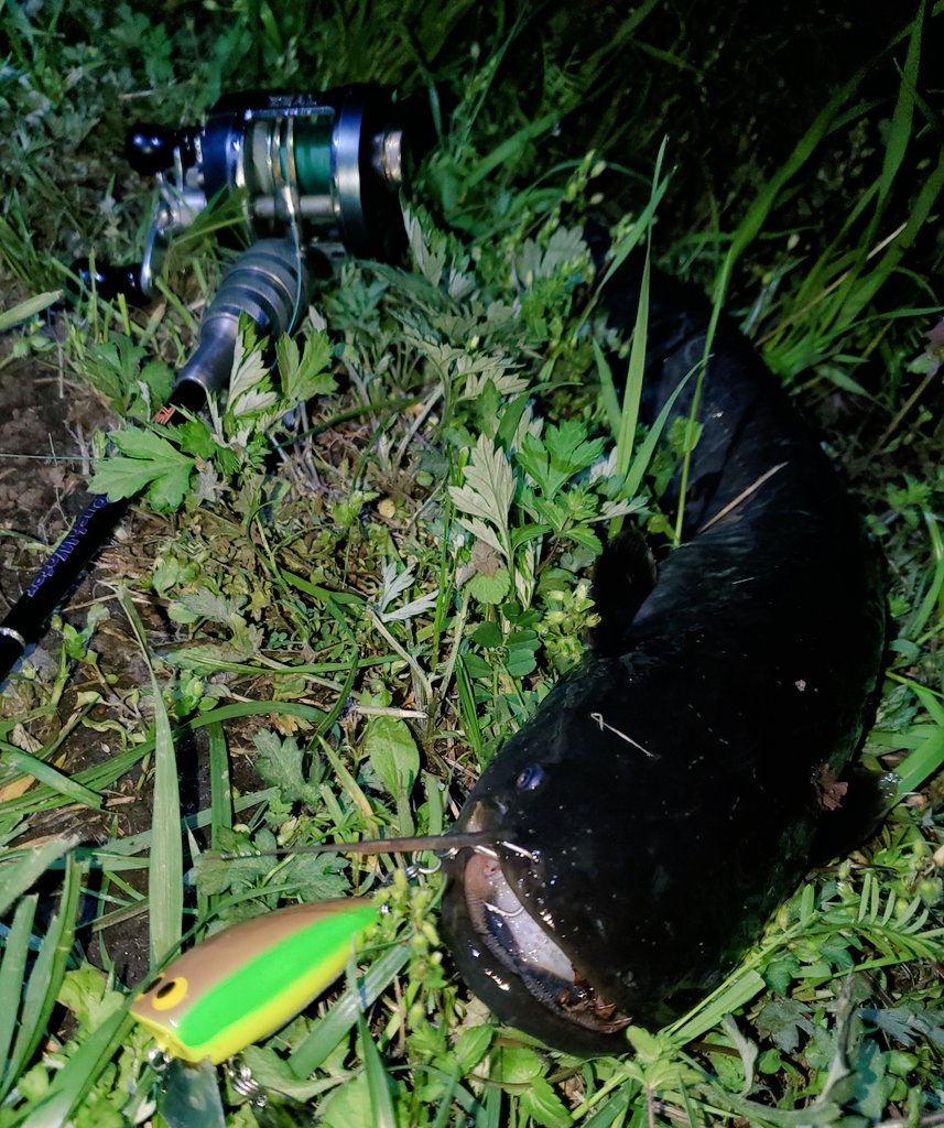 chimaかちゅ！@topwater tweet media