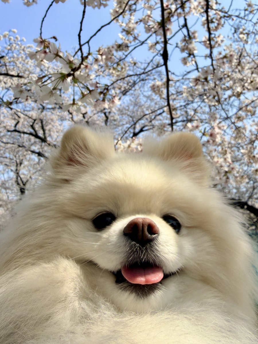 伊之助ボディになるまで毎日腹筋ローラー tweet media