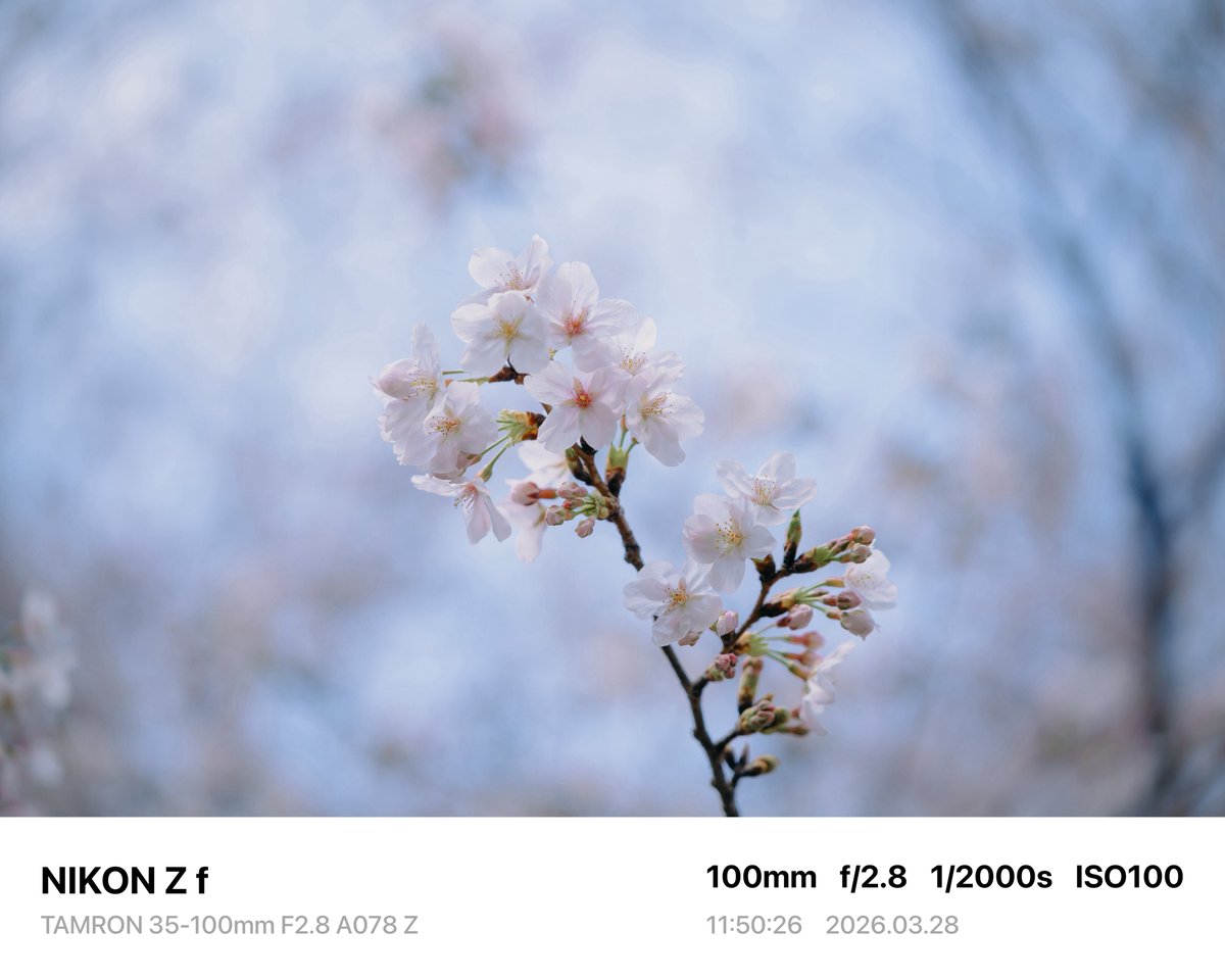 mash0270's tweet image. 35-100mm本当すごい、
普通にスナップで欲しい画角入ってるけど、何より描写綺麗すぎる🙄

#TAMRON 
#タムロンモニターキャンペーン 
#A078