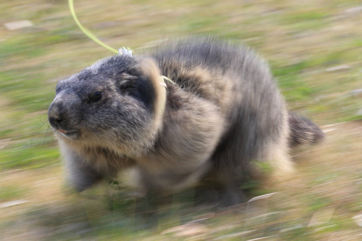 ホト(マーモットフォト) tweet media