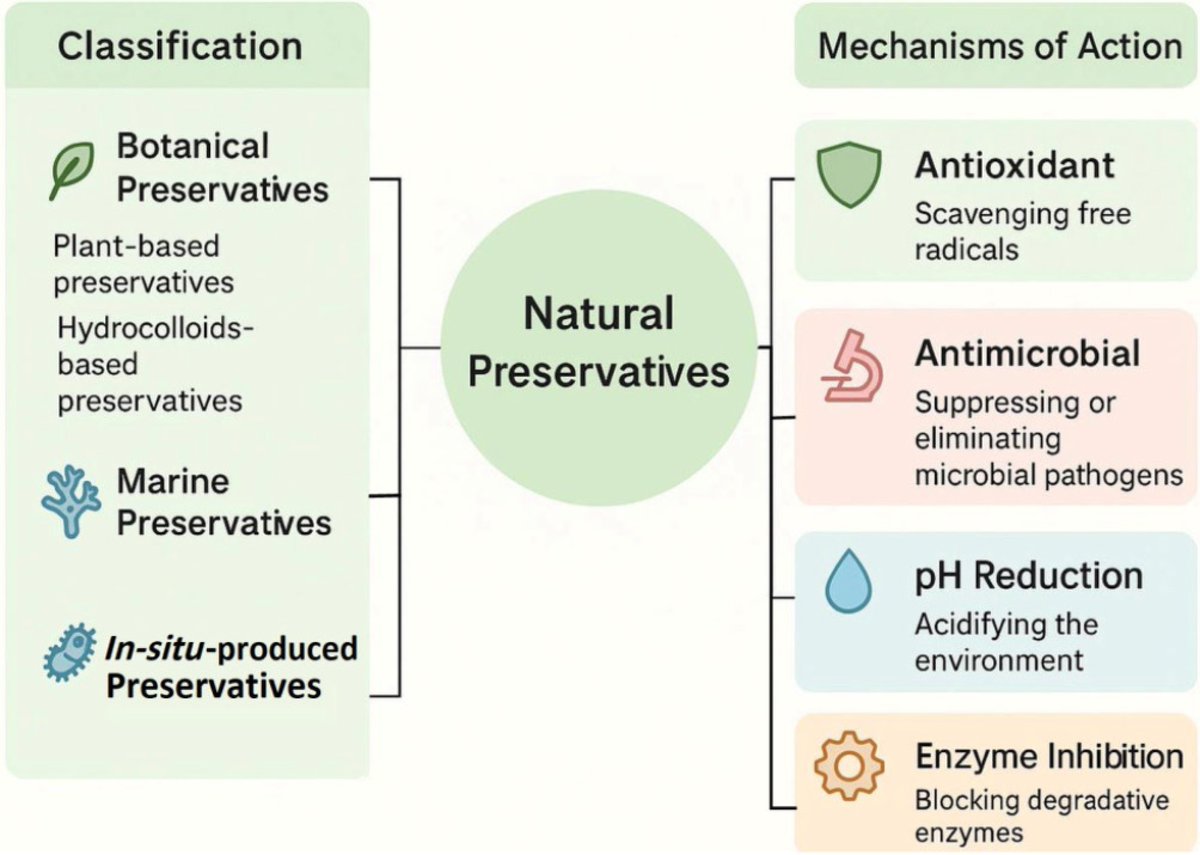 FoodAdvance1's tweet image. #FMR #ancientwisdom #modernscience #oceanlife
Natural preservatives have safeguarded food for centuries with plant power. Now science unlocks their antimicrobial magic while balancing safety. 
@MaximumAcademic @food_material @foodscitech
Details: maxapress.com/article/doi/10…