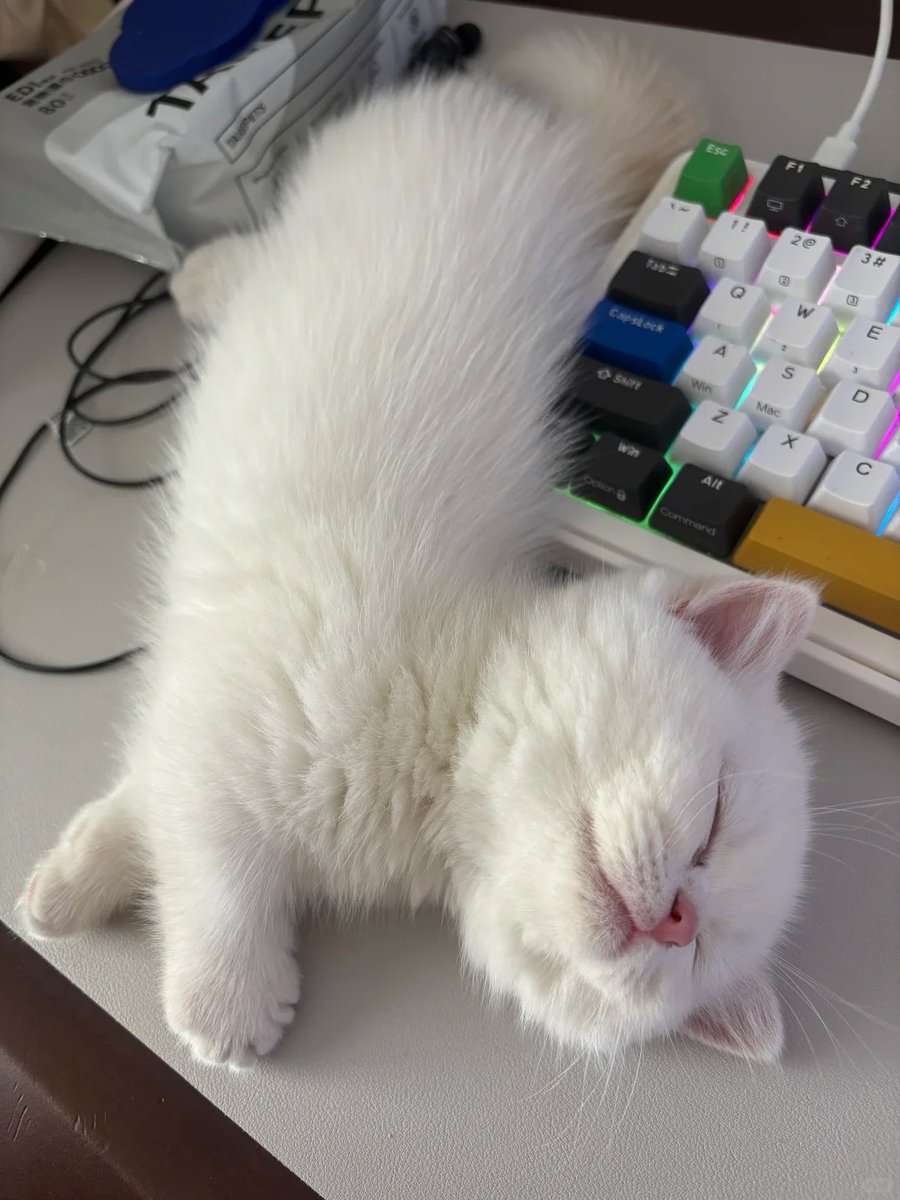 Animal lover🐕😺 tweet media