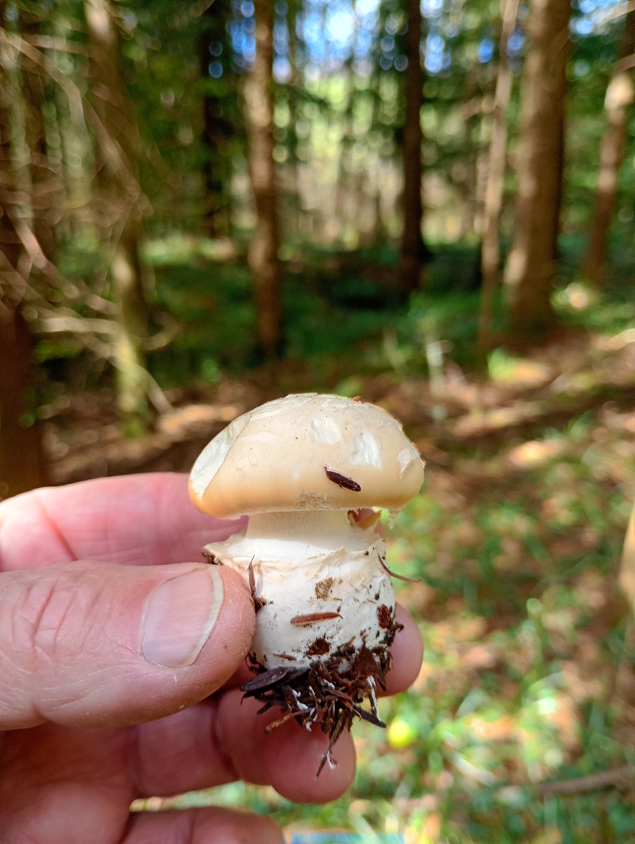 DriftwoodVegans tweet media