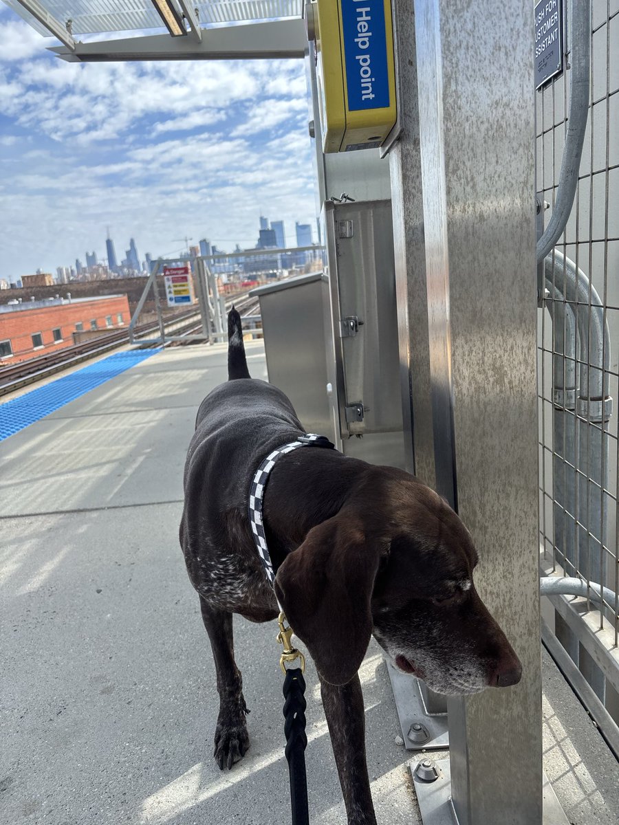 CPD_Transit tweet media