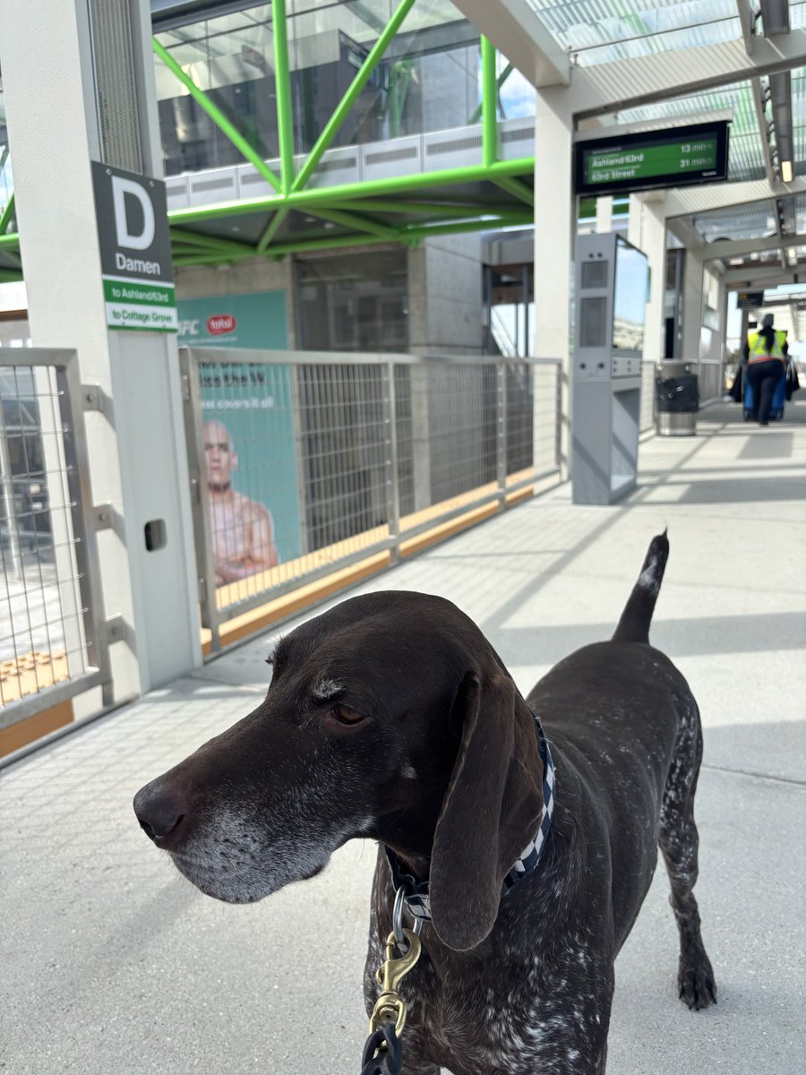 CPD_Transit tweet media