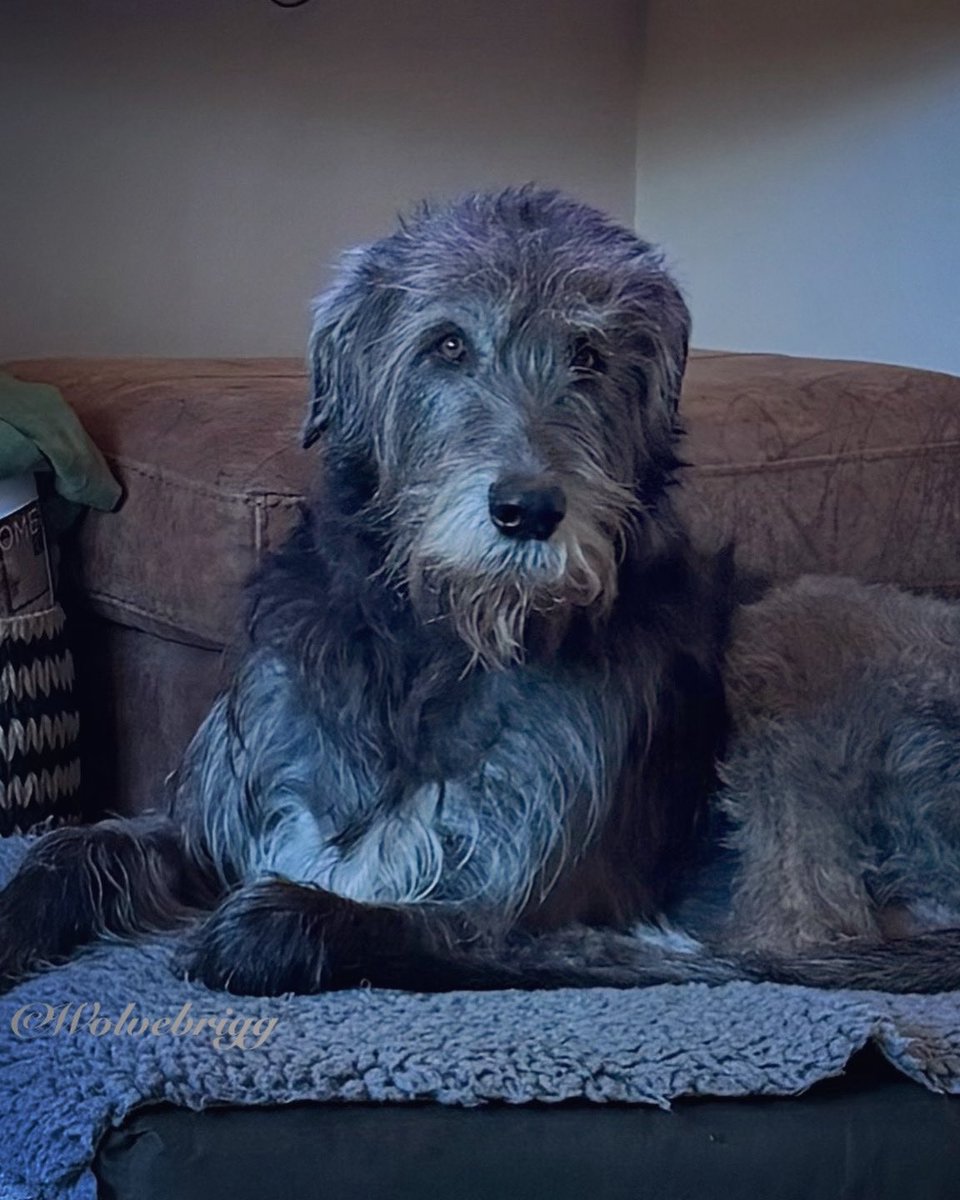 wolvebrigg's tweet image. Domhnall💙
#irishwolfhound #dogsofX #doglife