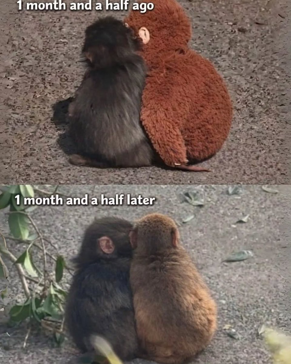 Human Owned by Cat 😺 tweet media